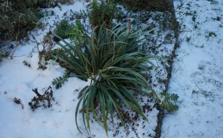 lilientraube bleibt auch im winter grün