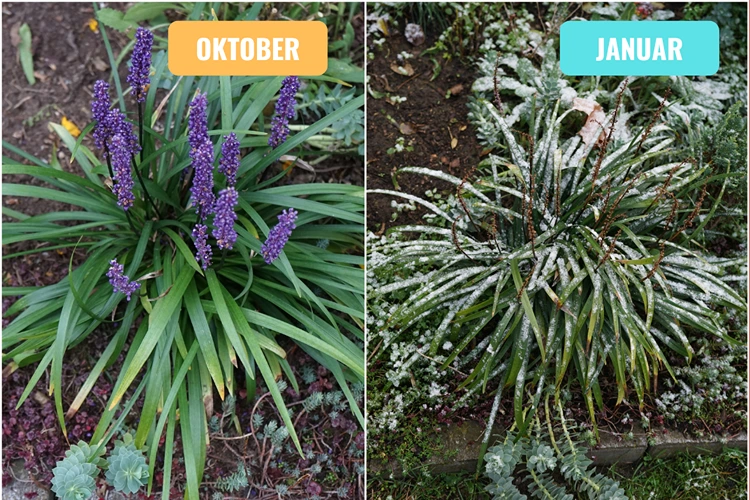 lilientraube im okrober und januar grün