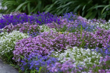 lobelia unter rispenhortensien pflanzen