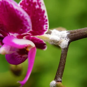 mit kaffee schildläuse effektiv von orchideen vertreiben