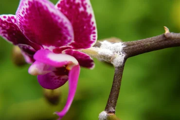 mit kaffee schildläuse effektiv von orchideen vertreiben