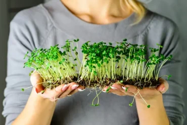 Mit Kresse kann man unkompliziert testen, ob der ehemalige Gartenabfall ausreichend verrottet ist