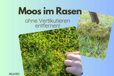 Moos im Rasen entfernen Tipps ohne Vertikutierer