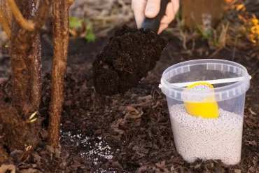 Obstbäume im Frühling düngen Tipps