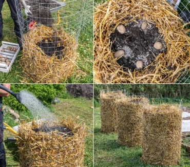 Ökologischer Kartoffelanbau mit Stroh im kleinen und großen Garten