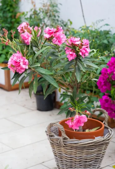 oleander mediterrane pflanze rosafarbene blüten