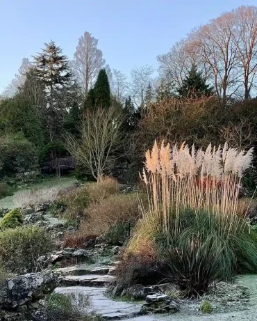 Pampasgras im Garten als Akzent setzen