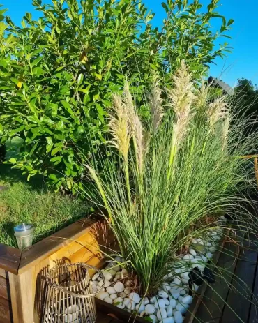 pampas gras im kübel in der vollsonne