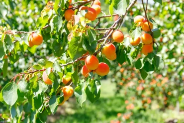 Pfrisich richtig düngen im Februar