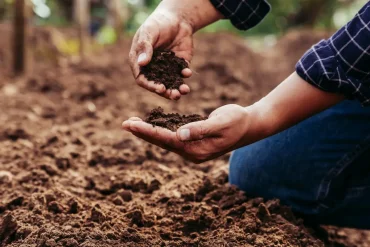 Reifer Kompost ist für den Garten wertvoll