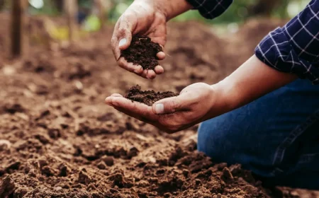 Reifer Kompost ist für den Garten wertvoll