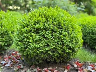 runder buchsbaum im garten, der für hunde giftig ist