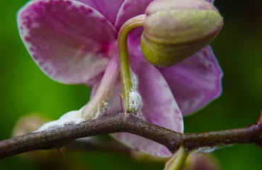 schildläuse auf orchideen schädlinge bekämpfen