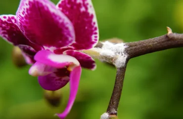 schildläuse auf orchideen schimmelbildung klebrige rückstände