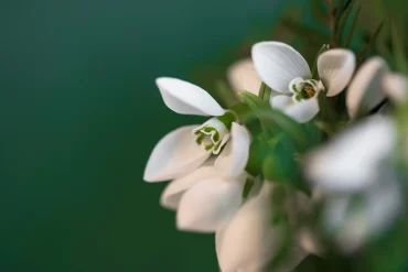 schneeglöckchen frühlingsboten dunkelgrüner hintergrund