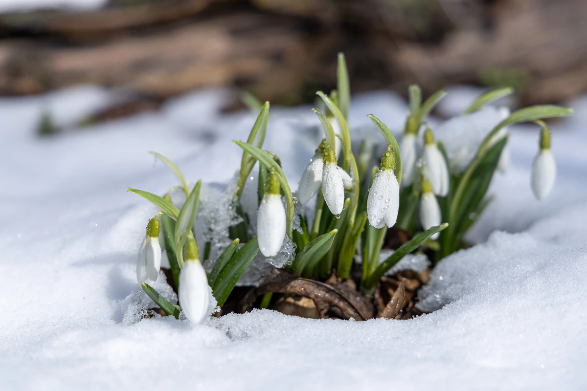 schneeglöckchen im schnee