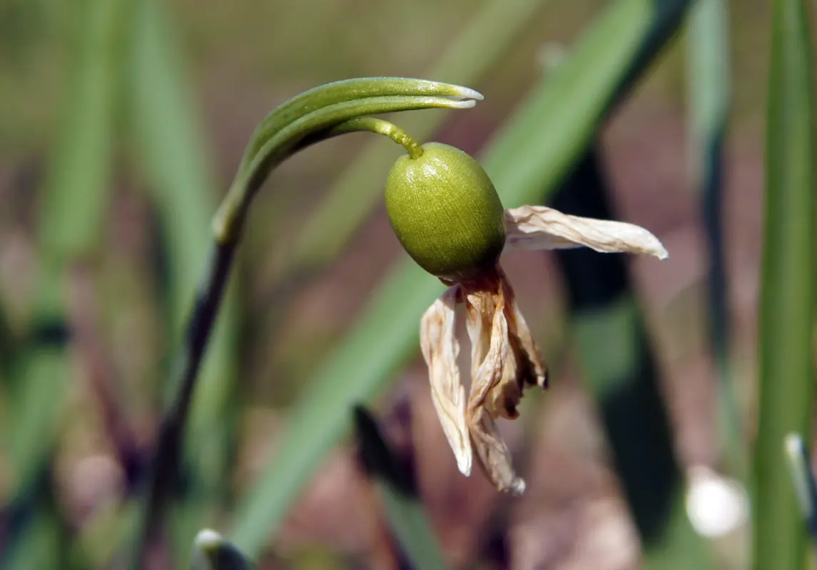 schneeglöckchen pflege nach der blüte schneiden