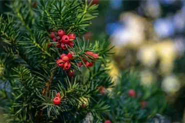 taxus baccata strauch, der für hunde giftig ist