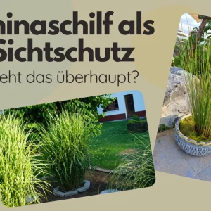 zwei chinaschilf in töpfen als sichtschutz