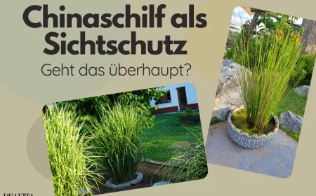 zwei chinaschilf in töpfen als sichtschutz