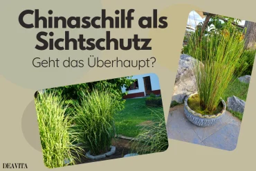 zwei chinaschilf in töpfen als sichtschutz