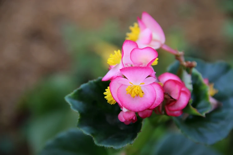 begonie blüte rosa farbe gartenblume