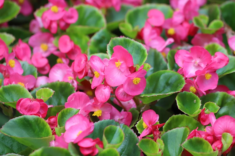 begonie blütenmeer im garten rosa blüten
