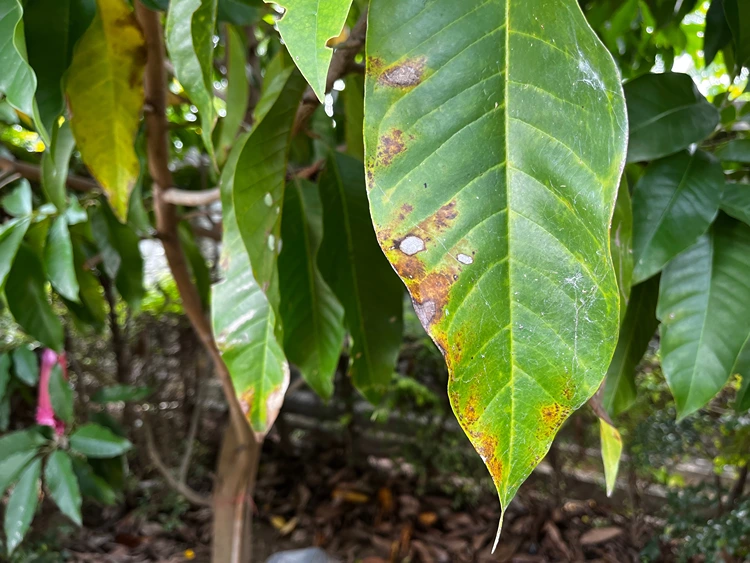 blatt mit beginnender blattfleckenkrankheit
