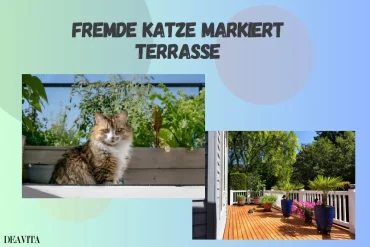 Fremde Katze markiert Terrasse Was Sie dagegen tun können, um Ihren Außenbereich sauber zu halten!