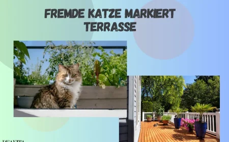 Fremde Katze markiert Terrasse Was Sie dagegen tun können, um Ihren Außenbereich sauber zu halten!