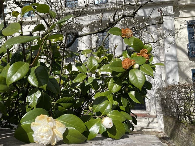 frostschaden durch morgensonne als ursache für braune blüten