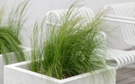 helle und elegante kurven von federgras (stipa) in weißen blumentöpfen