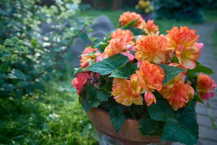 idealen standort für begonien finden draußen