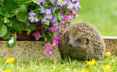 Igel im Frühling im Garten - Das brauchen sie nach dem Winterschlaf