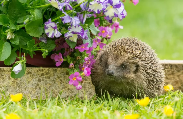 Igel im Frühling im Garten - Das brauchen sie nach dem Winterschlaf