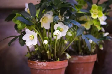 Im Frühling düngt man mit Sofort- und Langzeitdünger