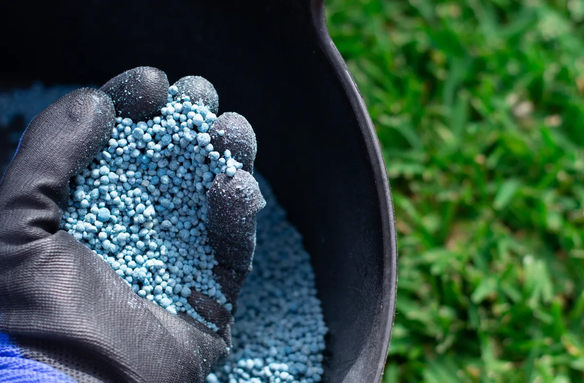 kann man rosen mit blaukorn düngen