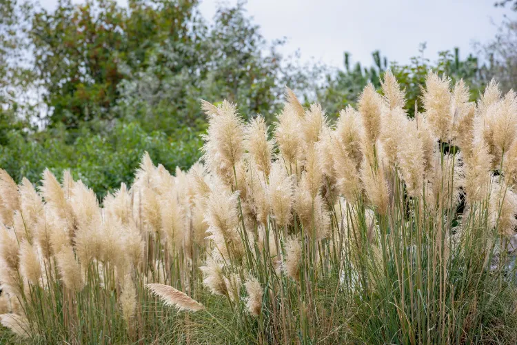 pampas grass