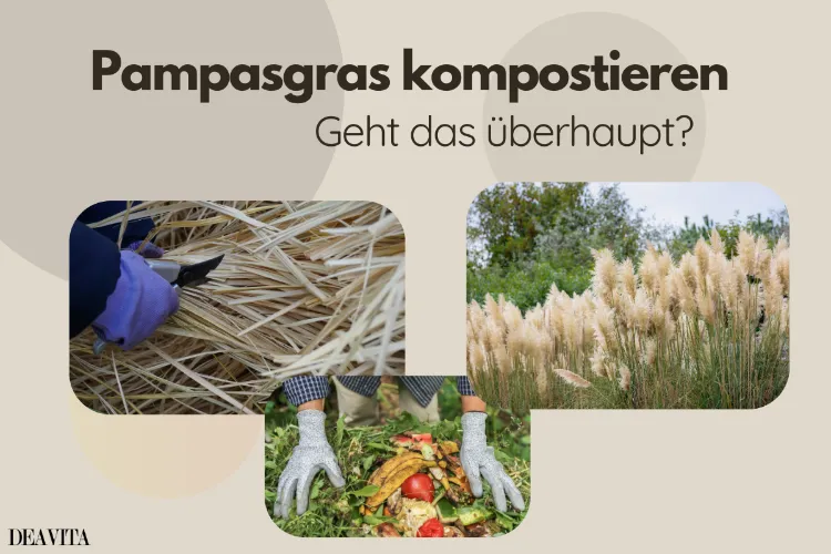 pampasgras kompostieren – geht das