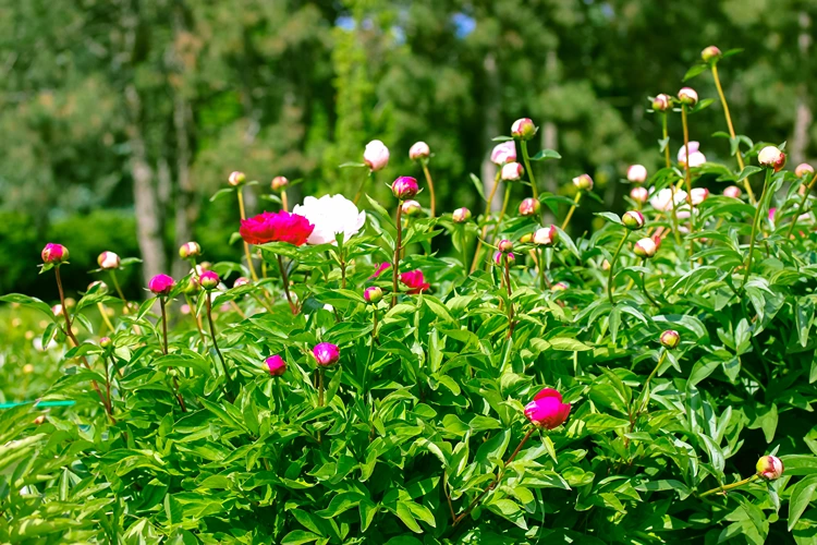 pfingstrosen großer strauch im garten