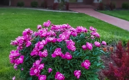 pfingstrosenstrauch üppige blüte im garten (1)