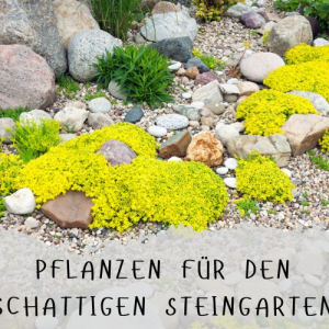 pflanzen für den schattengarten bodendecker, stauden und gräser