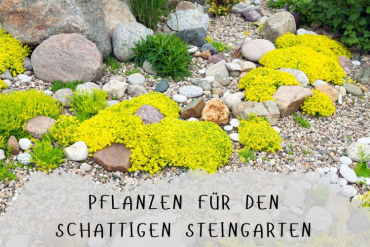 pflanzen für den schattengarten bodendecker, stauden und gräser