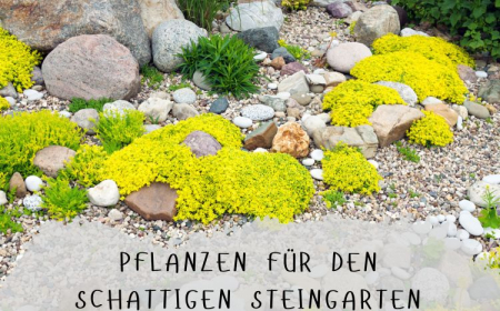 pflanzen für den schattengarten bodendecker, stauden und gräser