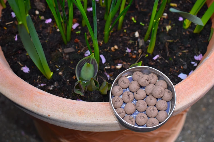 saatkugeln ausbringen in blumentopf