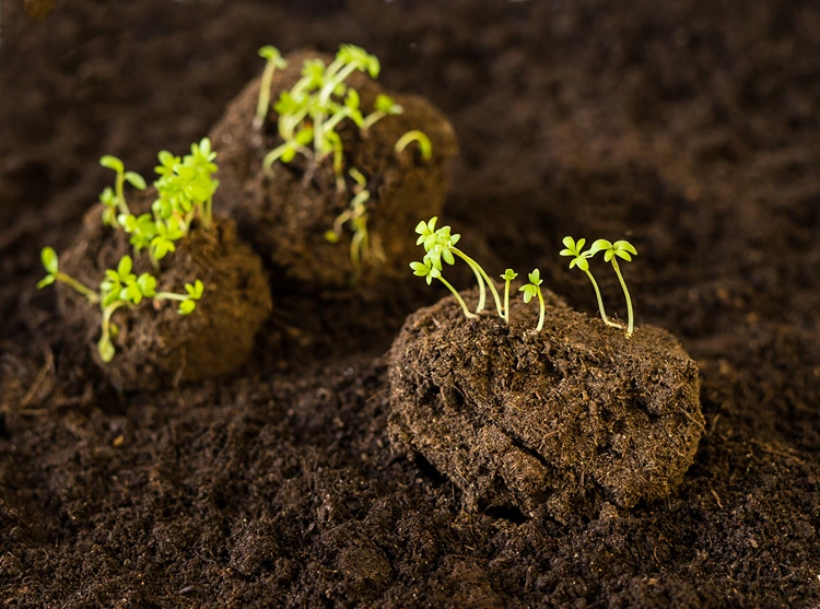 saatkugeln keimen und wachsen schnell keimende pflanzen