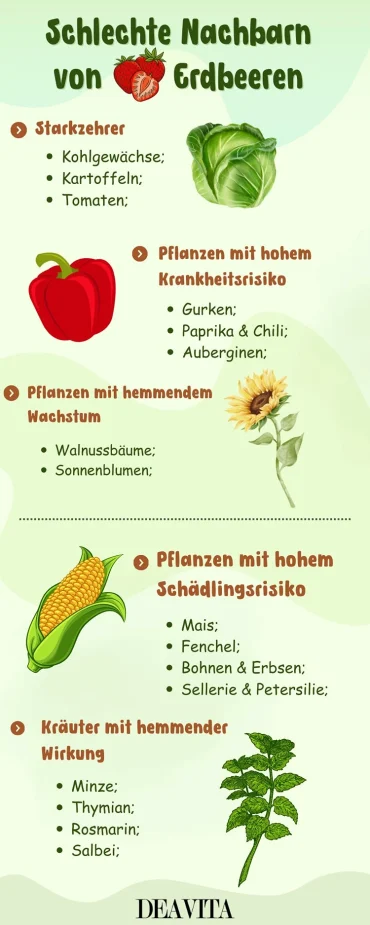 schlechte nachbarn von erdbeeren im überblick