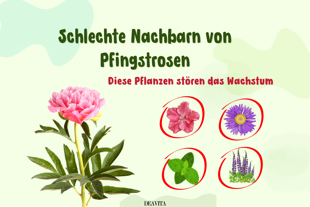 schlechte nachbarn von pfingstrosen pflanzen die wachstum stören