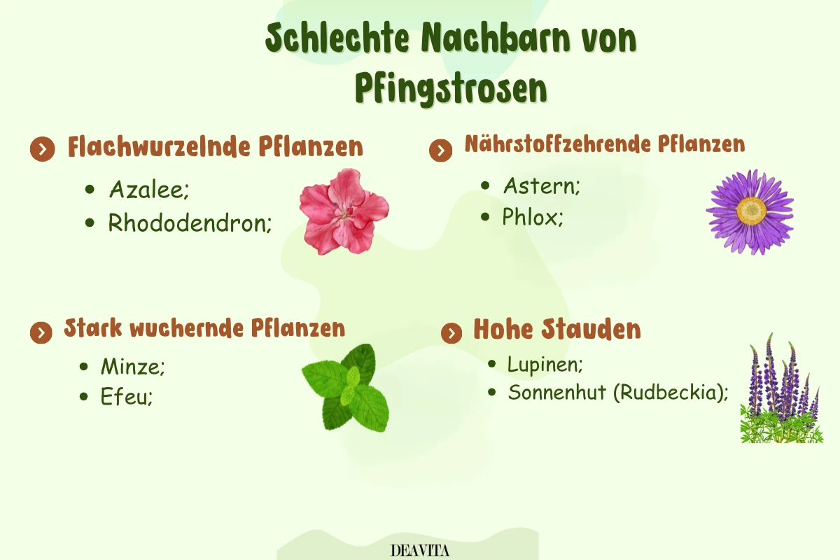schlechte nachbarn von pfingstrosen