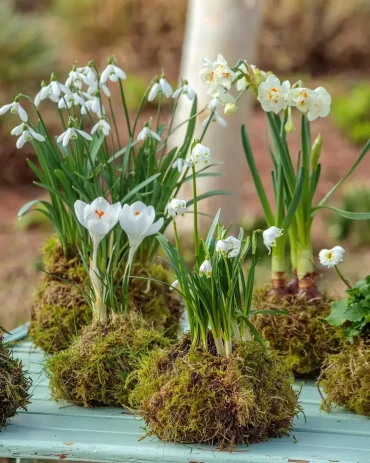 schneeglöckchen und krokusse in mooskugeln